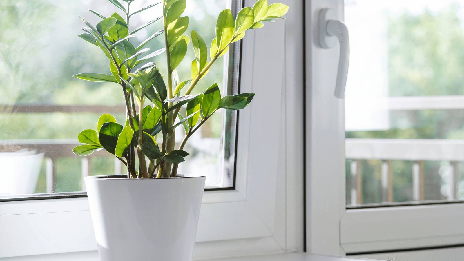 8 Indoor Plants That Thrive on Minimal Water