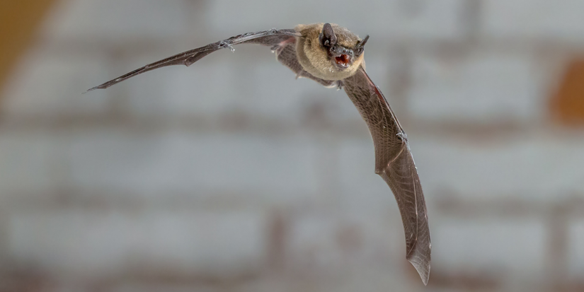 Insect Bat In Flight How Natural Pest Control Can Help Fight Garden Insects