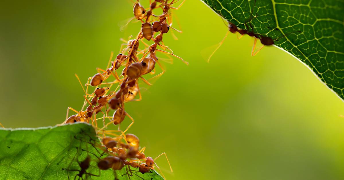 Understanding the Role of Ants in Your Garden Ecosystem