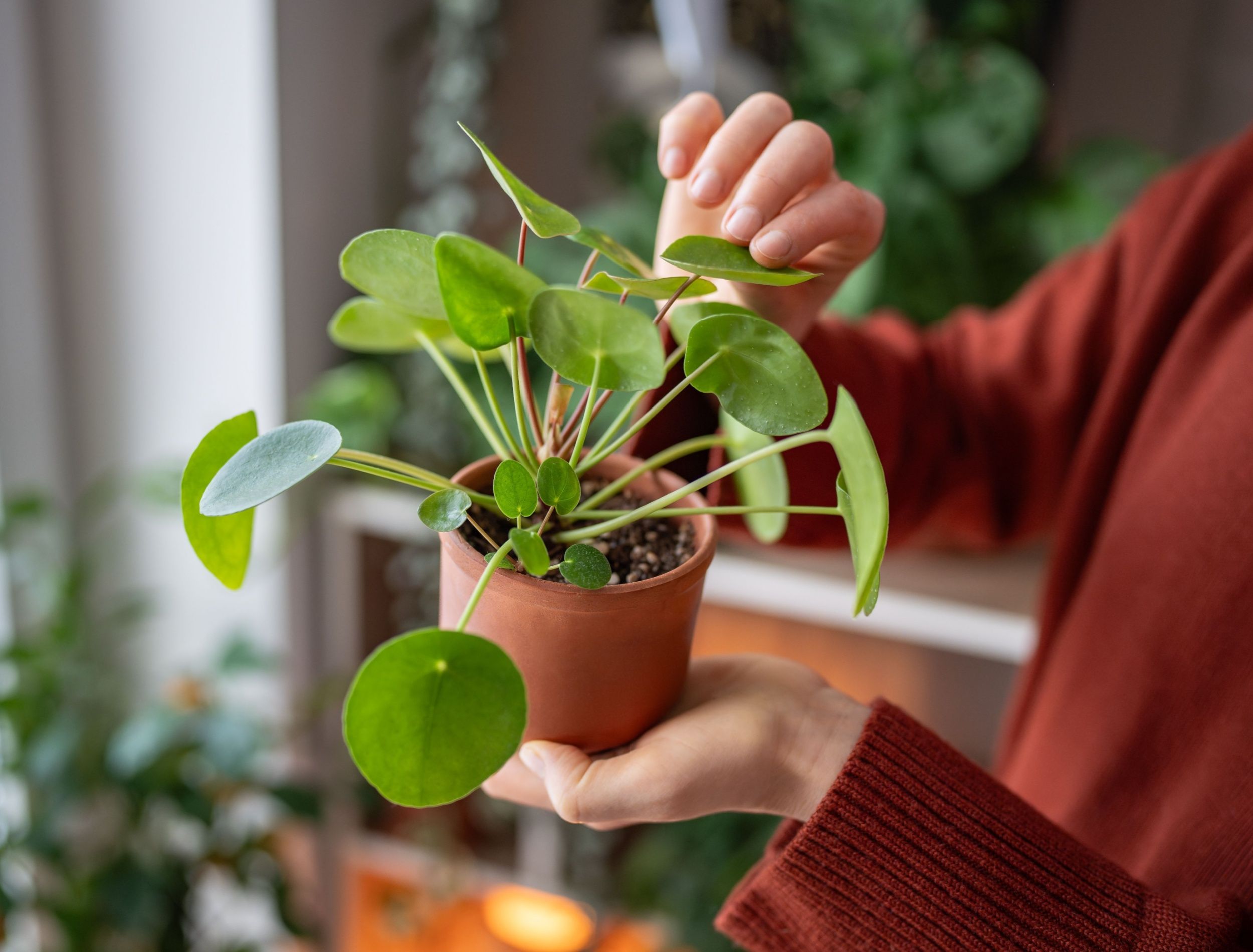fake fiddle leaf fig plant Faux Fiddle Leaf Fig Tree 5 feet
