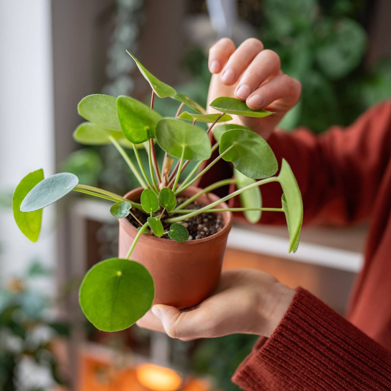 How to Grow and Propagate a Chinese Money Plant Indoors