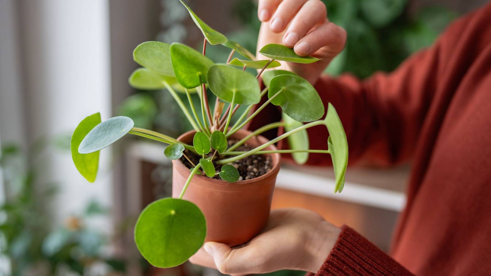 figgy plant Fiddle Leaf Fig Tree for Sale main image 1