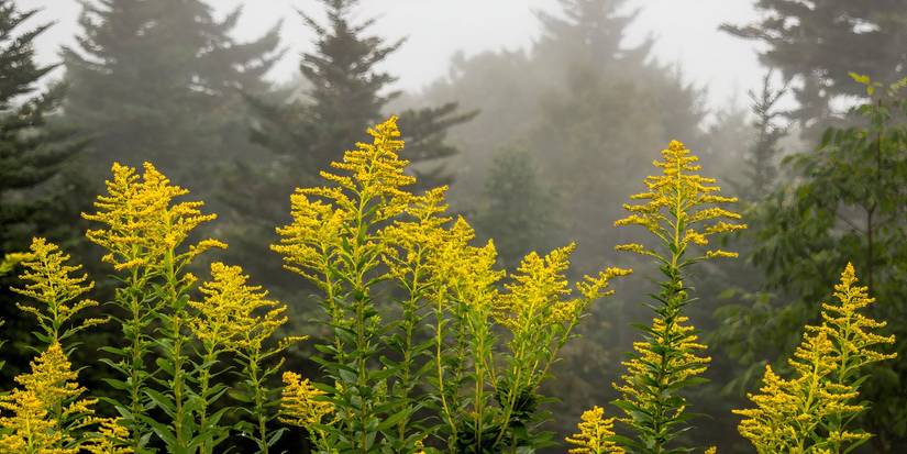 Your Guide to the Most Breathtaking Fall Foliage Spots Across U.S.