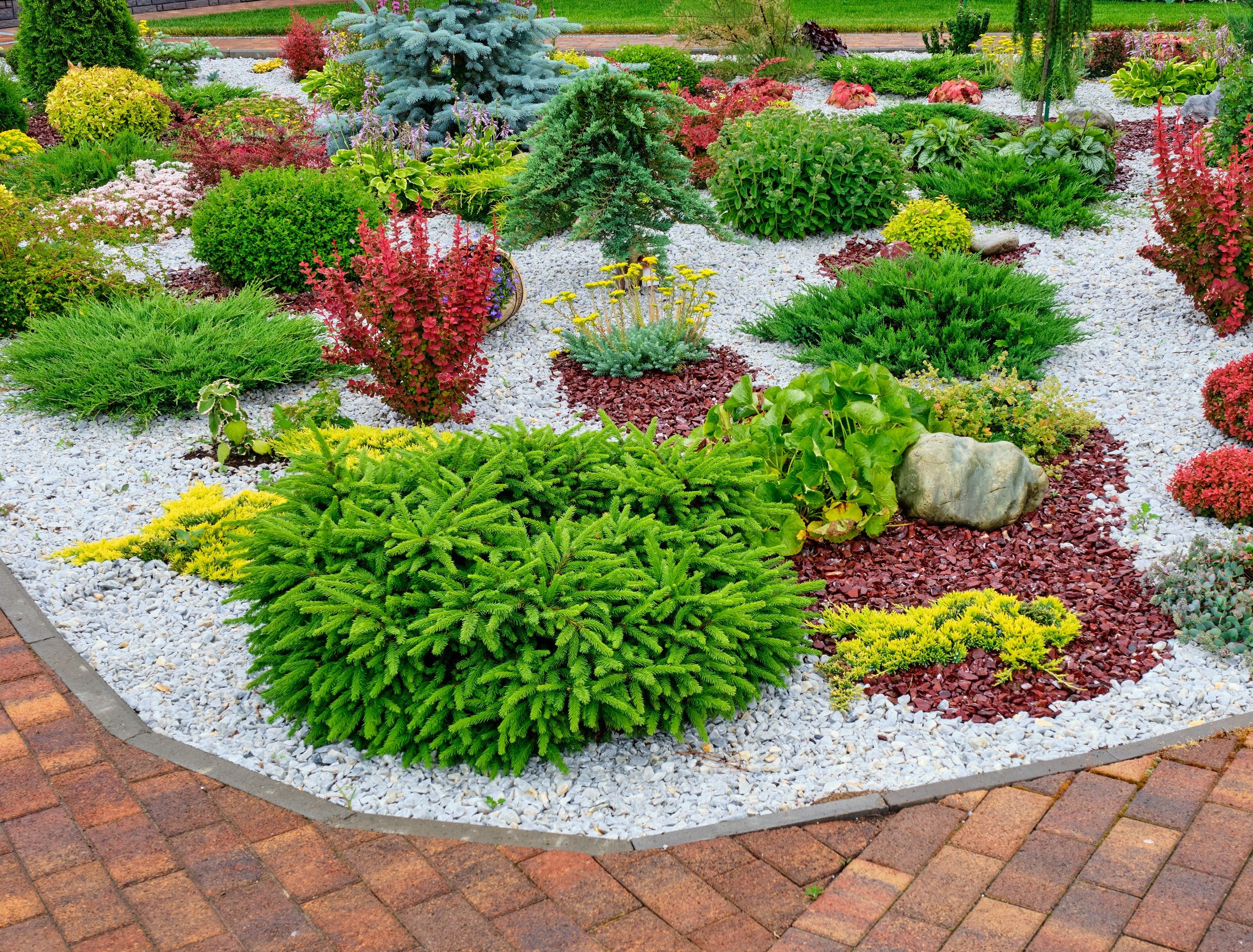 green velvet boxwood plants Green Velvet Boxwood main image 0