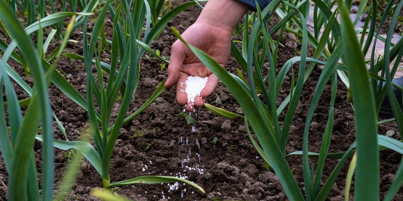 Spring Gardening Tips: The Magic of Epsom Salt