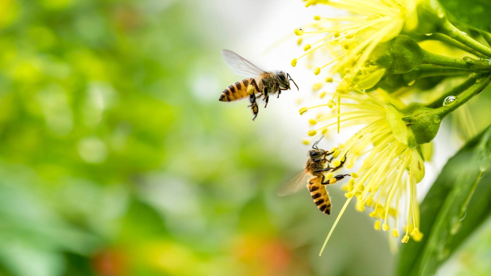 Top 5 Insects for a Thriving Pollinator Garden