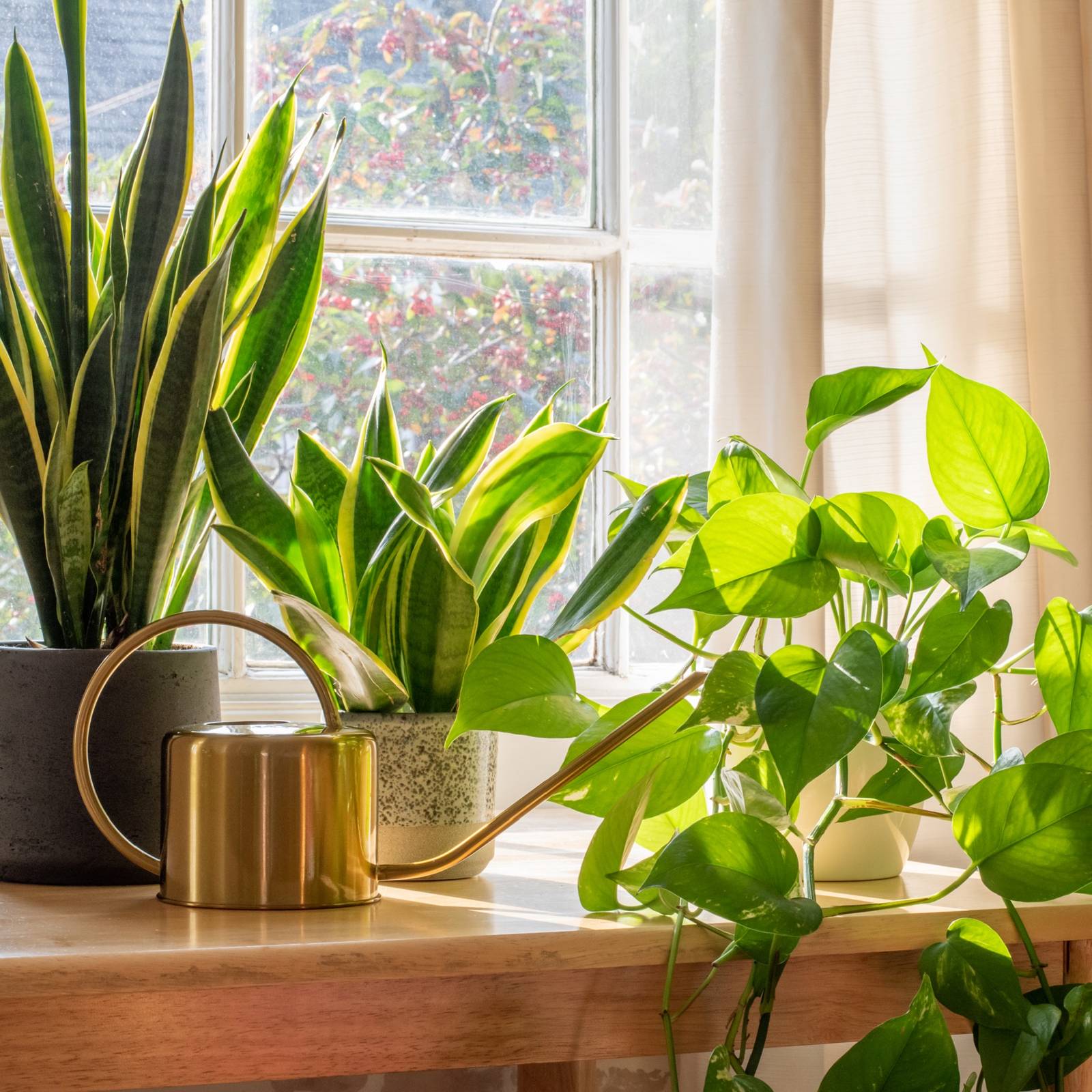 Brighten Your Space: The Best Plants For a Thriving Window Garden