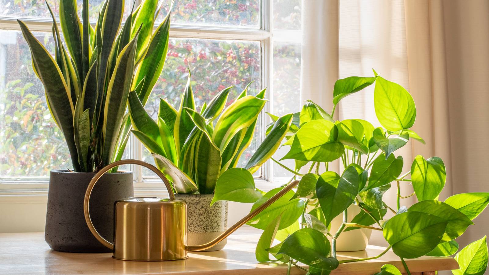 Top Evergreen Houseplants to Brighten Your Home