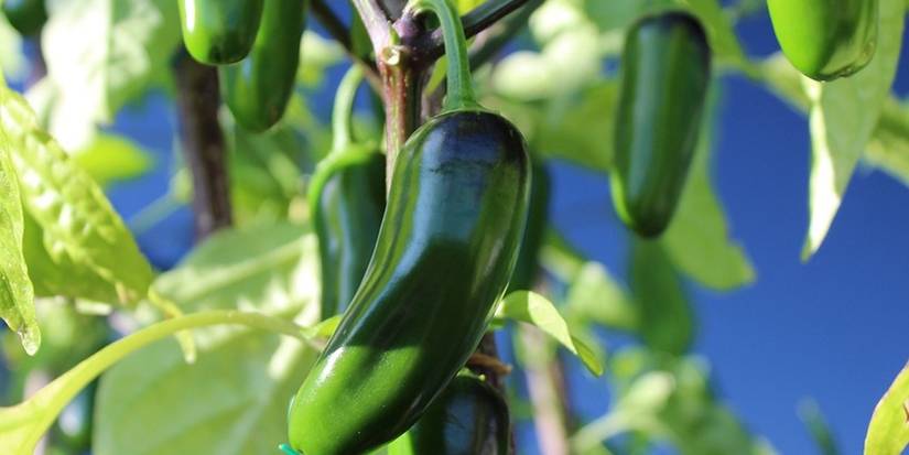 jalapeno peppers growing in sun