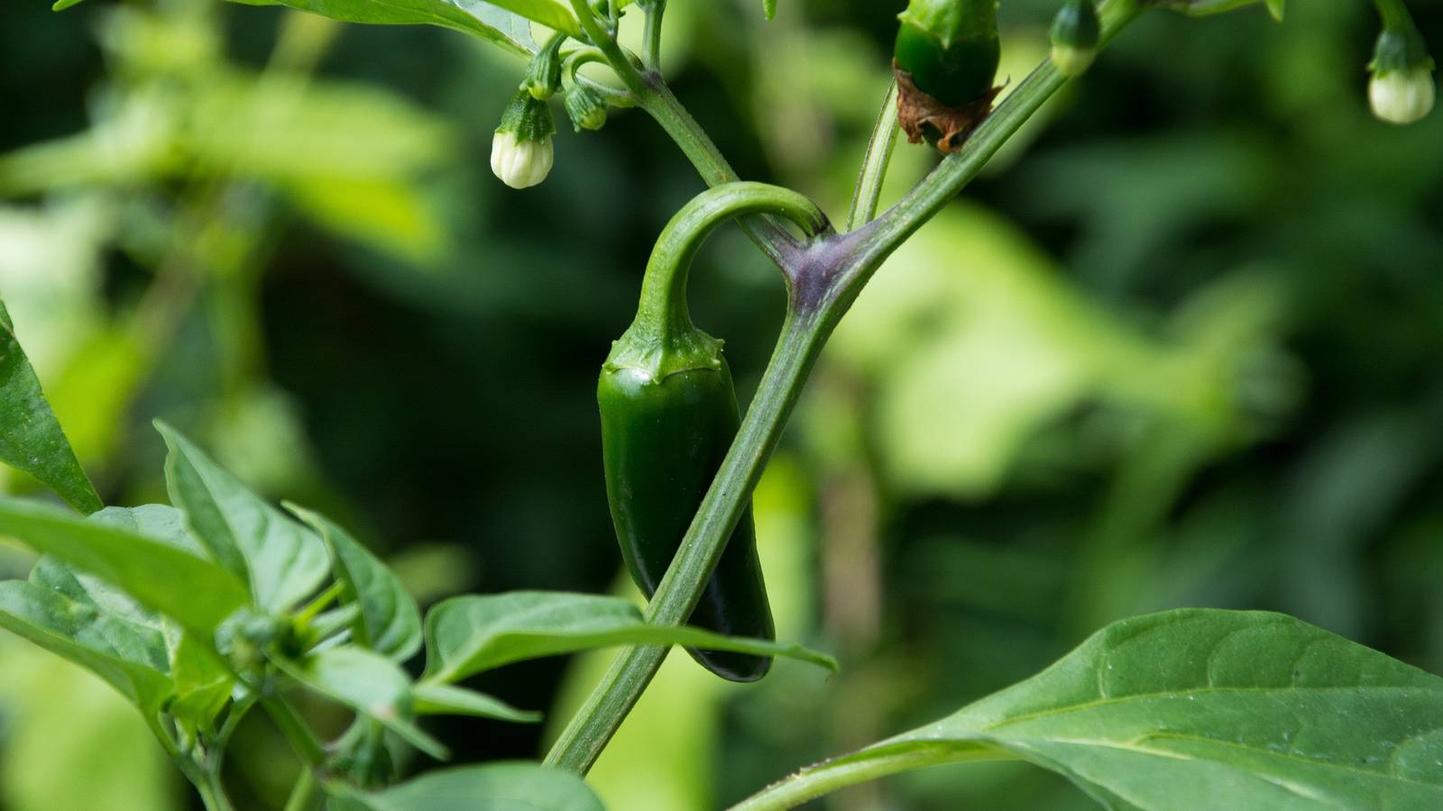 pepper plant fertilizer Professional Liquid Pepper Fertilizer main image 0