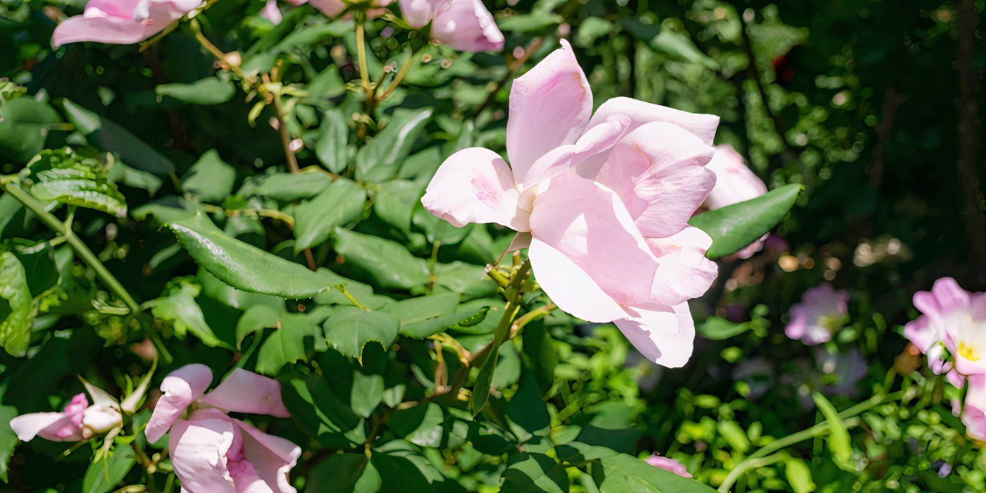 Roses That Never Stop Blooming? Here's the Secret Garden Hack