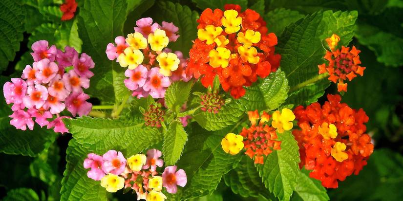 7 Plants That Ensure Your Garden Looks Great All Year