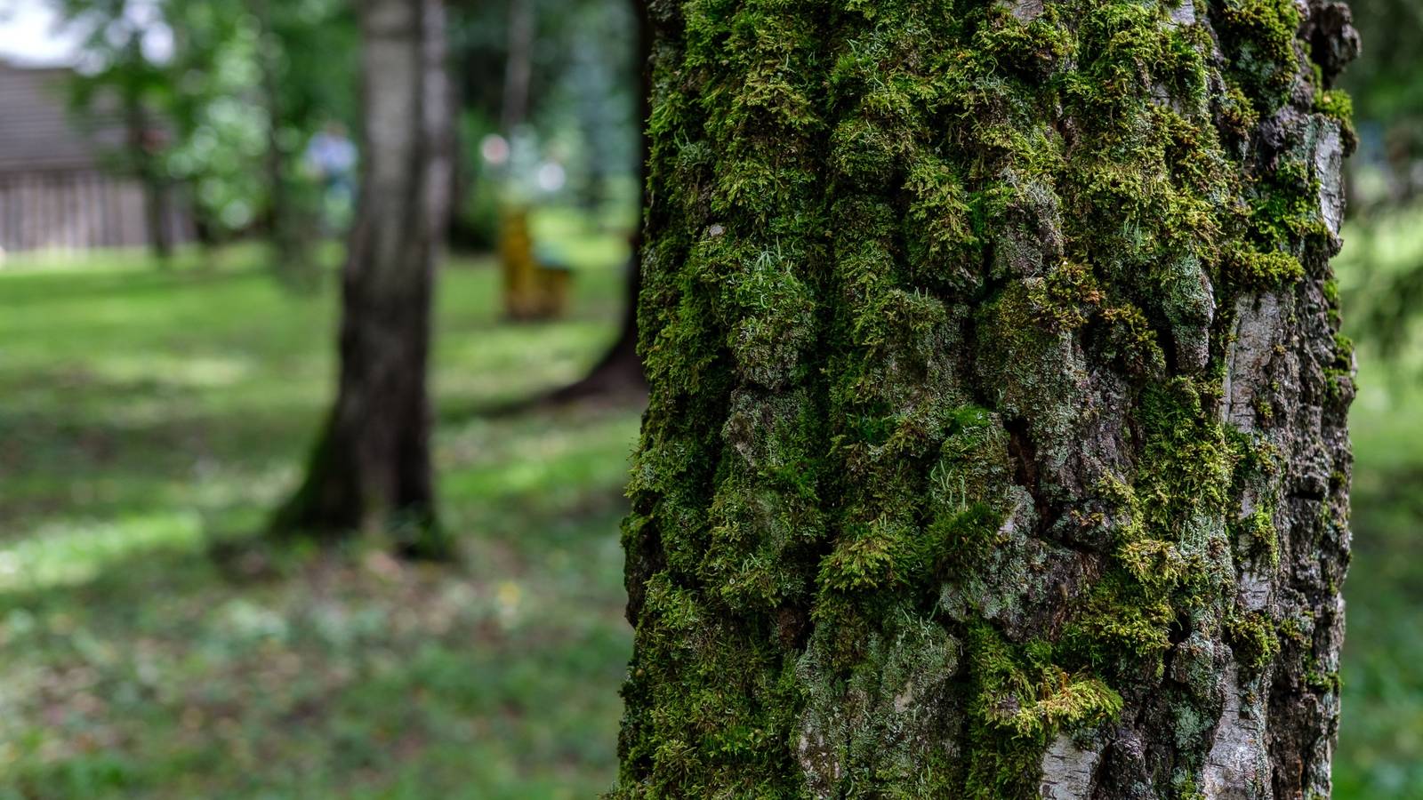 Tree Moss: How to Handle It and What It Means for Your Trees
