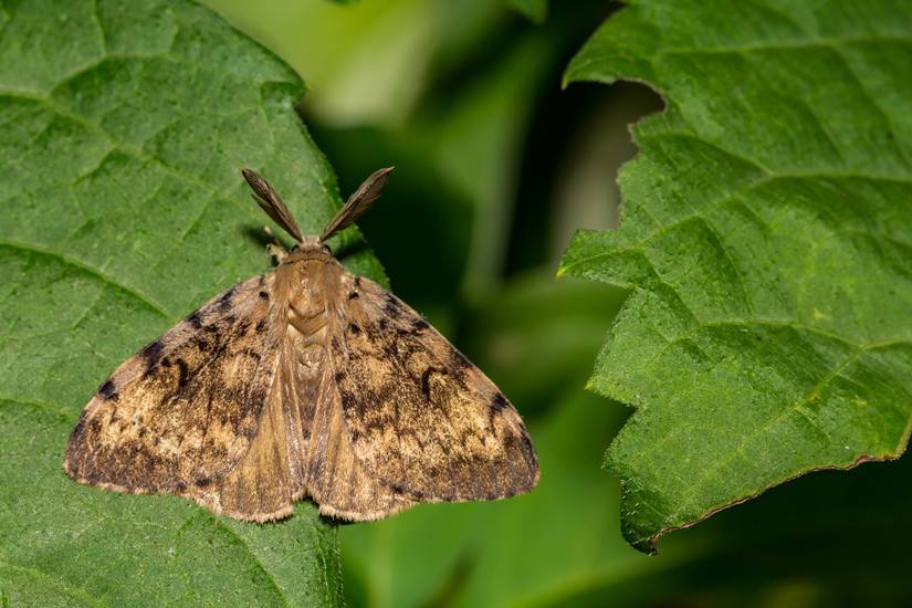 Top 5 Insects for a Thriving Pollinator Garden