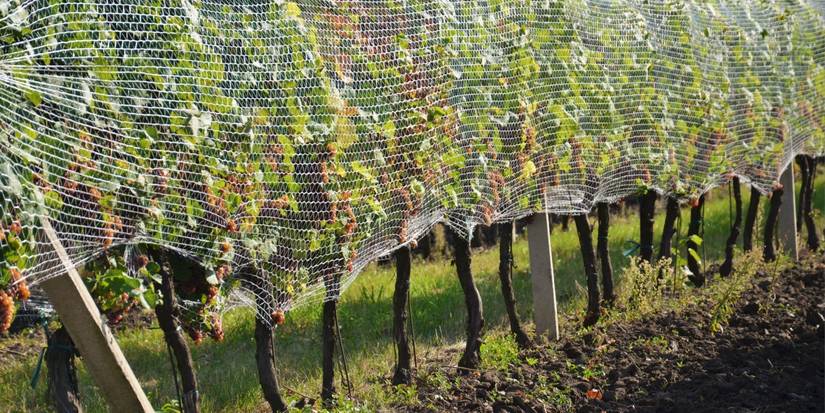 Fruit Net Step-by-Step Guide to Building Your Own Fruit Cage
