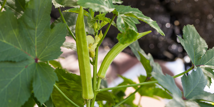 5 Heat Tolerant Plants to Grow in Containers