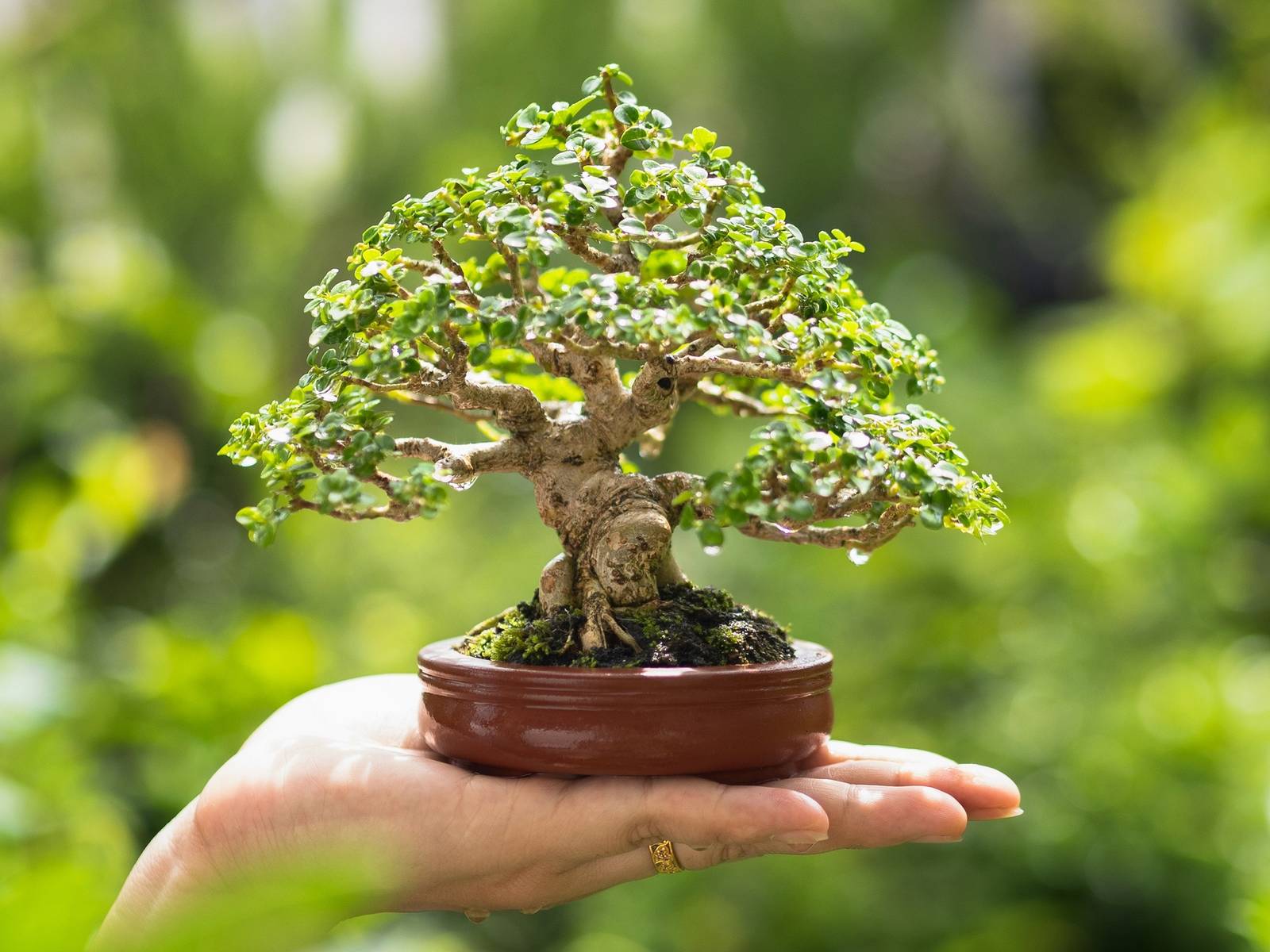 Miniature Marvels: The Art of Bonsai Tree Care For Beginners