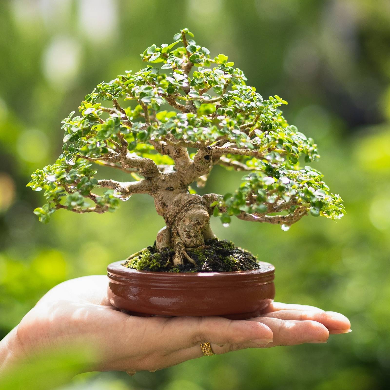 Miniature Marvels: The Art of Bonsai Tree Care For Beginners