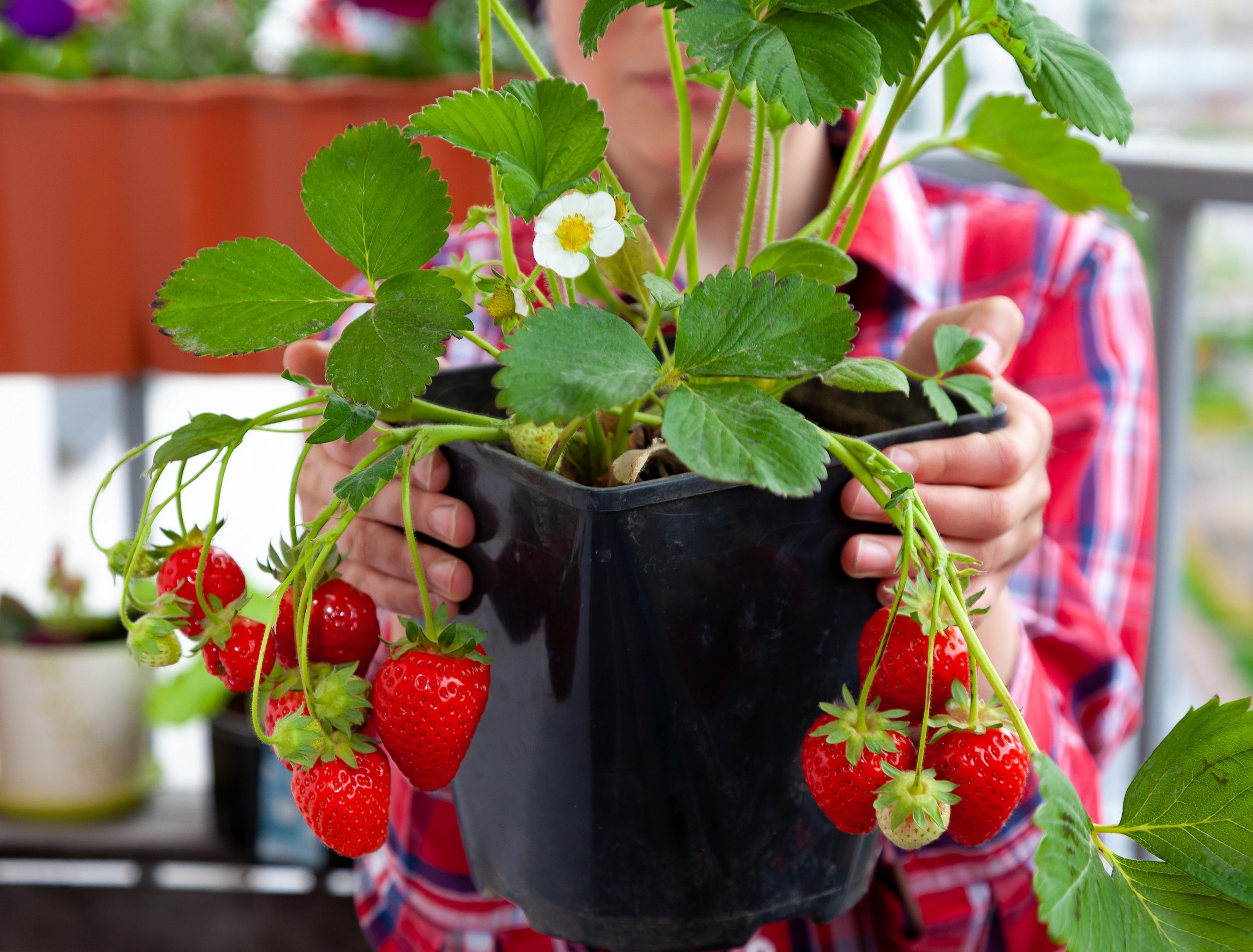4 of the Best Fruits to Grow in Containers