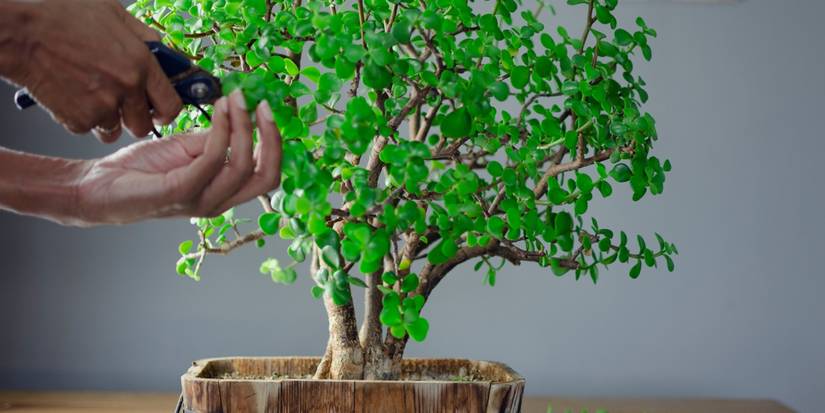 Miniature Marvels: The Art of Bonsai Tree Care For Beginners