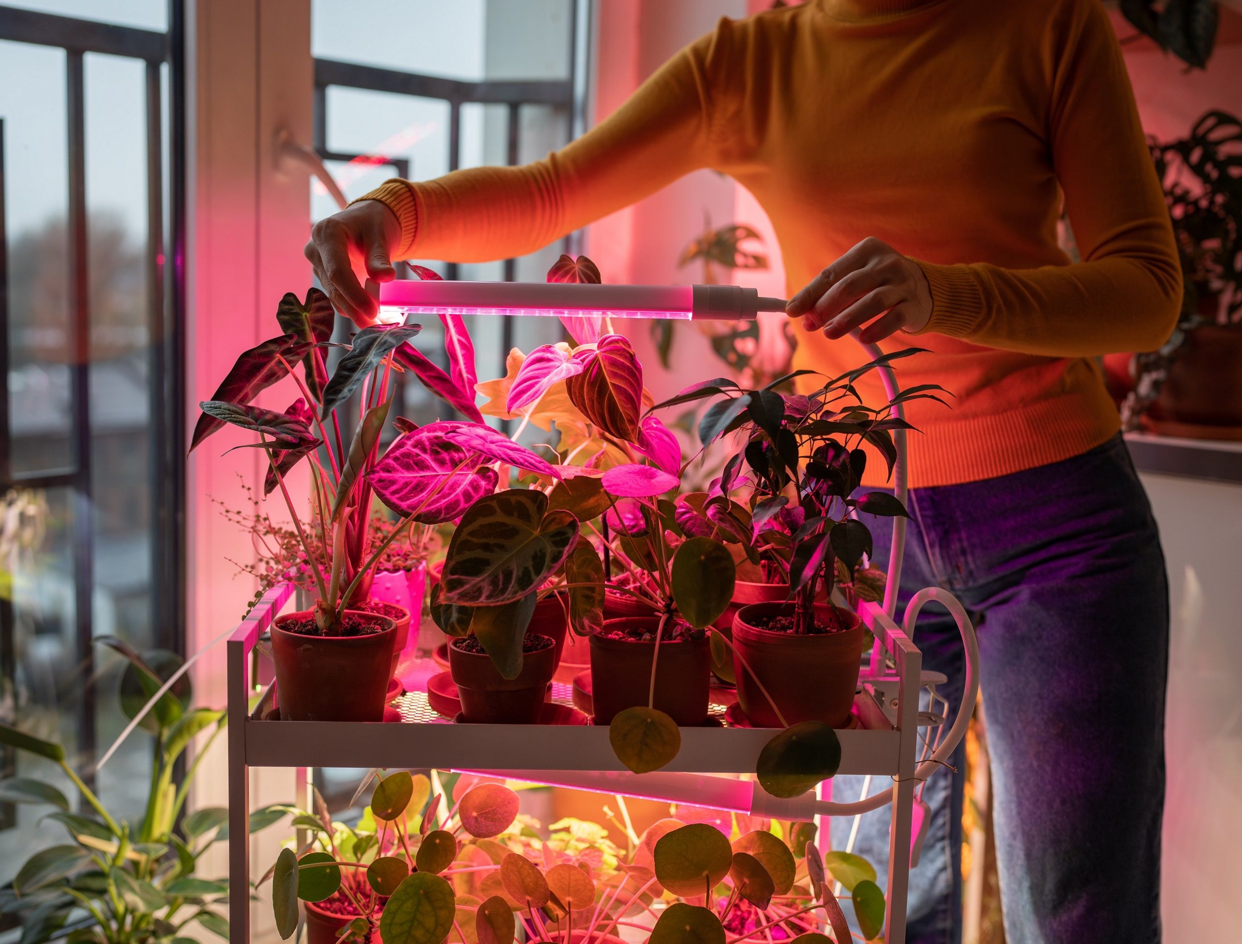 Top 3 Pink Grow Lights for Indoor Gardening