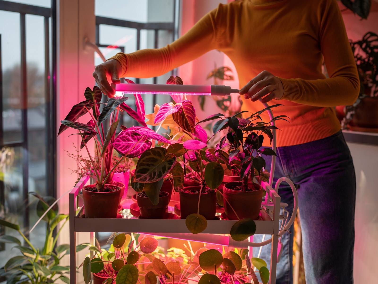 Top 3 Pink Grow Lights for Indoor Gardening