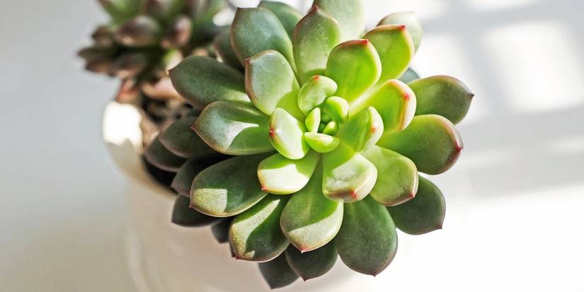 Echeveria plant
