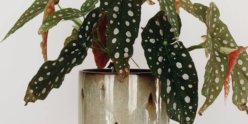 buy black raven zz plant ZZ Raven