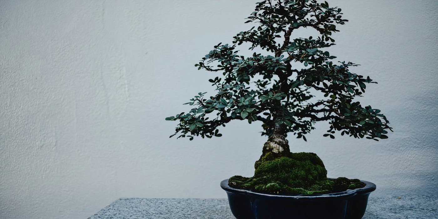 Transform Your Backyard with These 5 DIY Floating Gardens