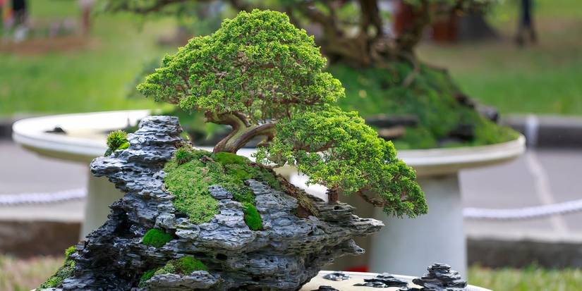 Mimi Tree Miniature Marvels: The Art of Bonsai Tree Care For Beginners