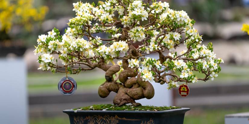 Mimi Tree Miniature Marvels: The Art of Bonsai Tree Care For Beginners