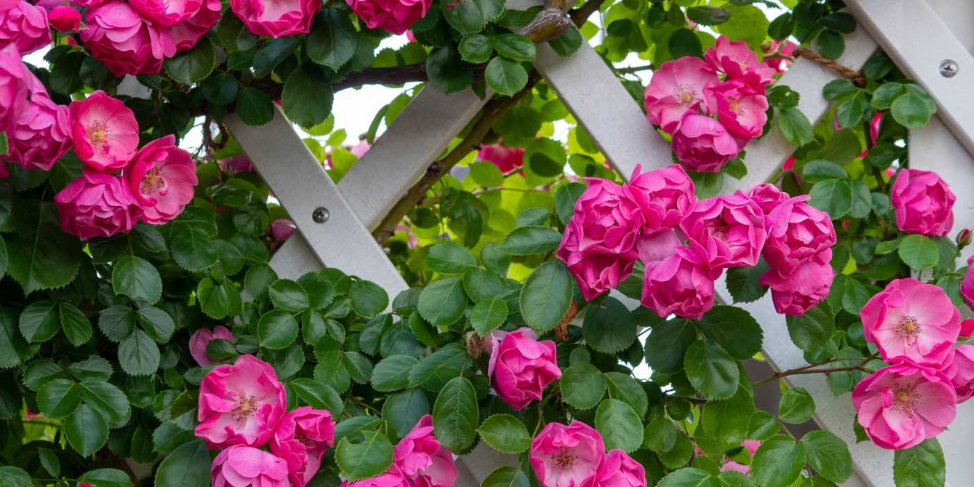 Helfit Roses The Best Garden Roses for Season-Long Beauty