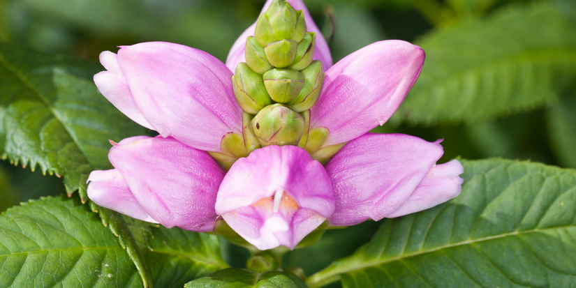 Rose Turtle 6 Stunning Fall Flowers That Add Cheer to Your Garden