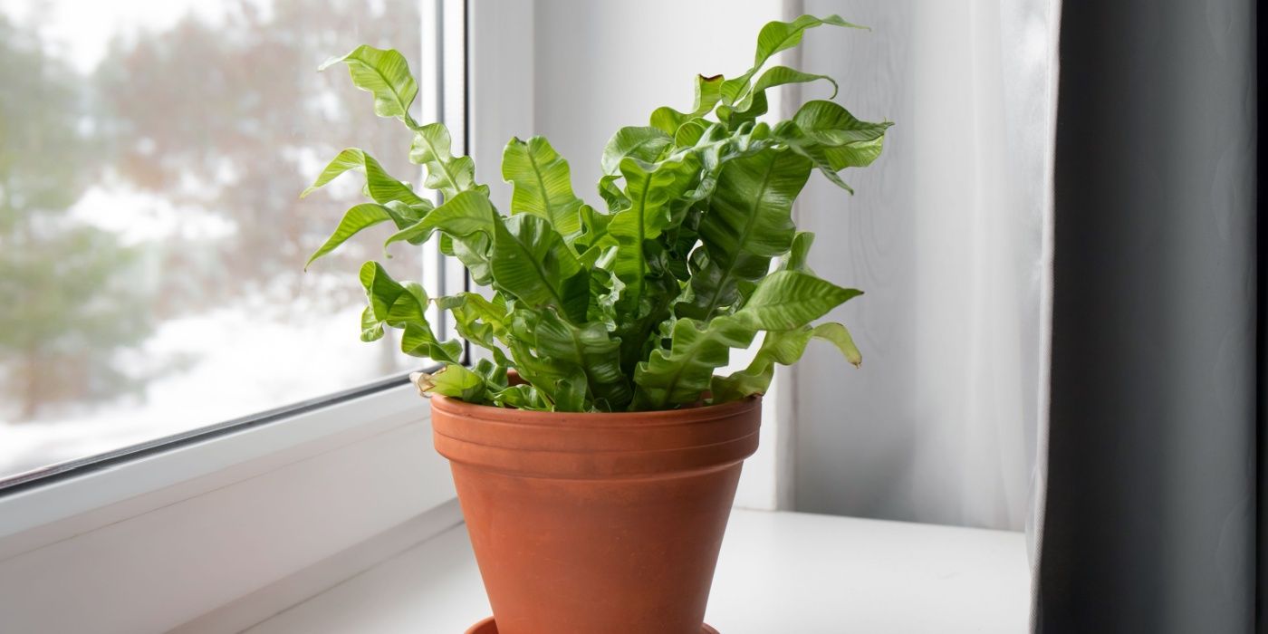 chinese house plants Aglaonema 'China Red': Unique Chinese Evergreen - Pink Variegated Leaves -  (4.25" Pot)  Easy Plant Care