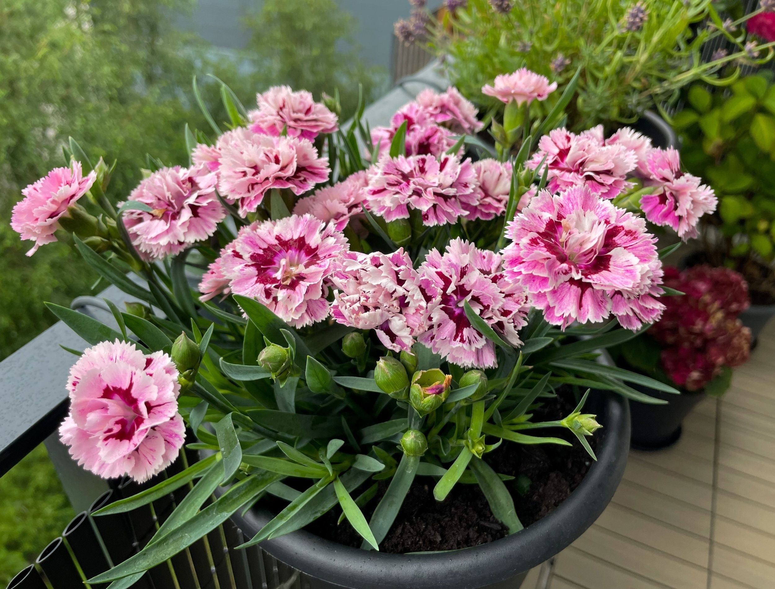 Carnations: Why These Garden Flowers Aren't Hugely Popular