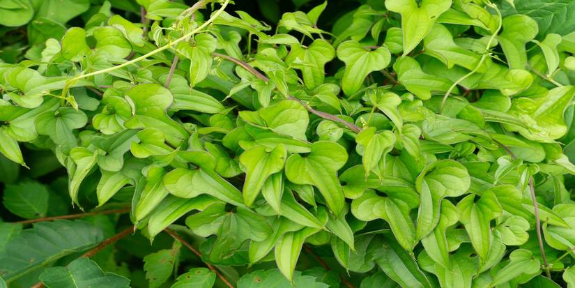 How Invasive Woody Vines are Threatening Tropical Forests