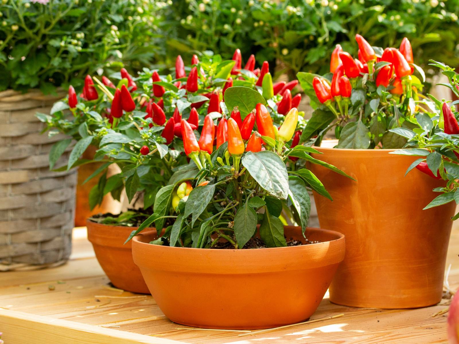 Jalapeno Seeds Giant Jalapeno Chilli Plants - 6 X Plug Plants Ready To ...