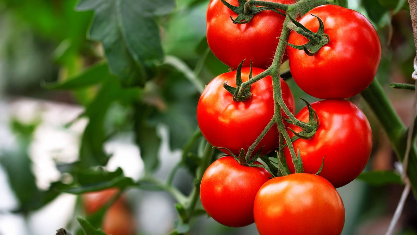 Garden Maintenance: Growing Plants With Suckers and Runners