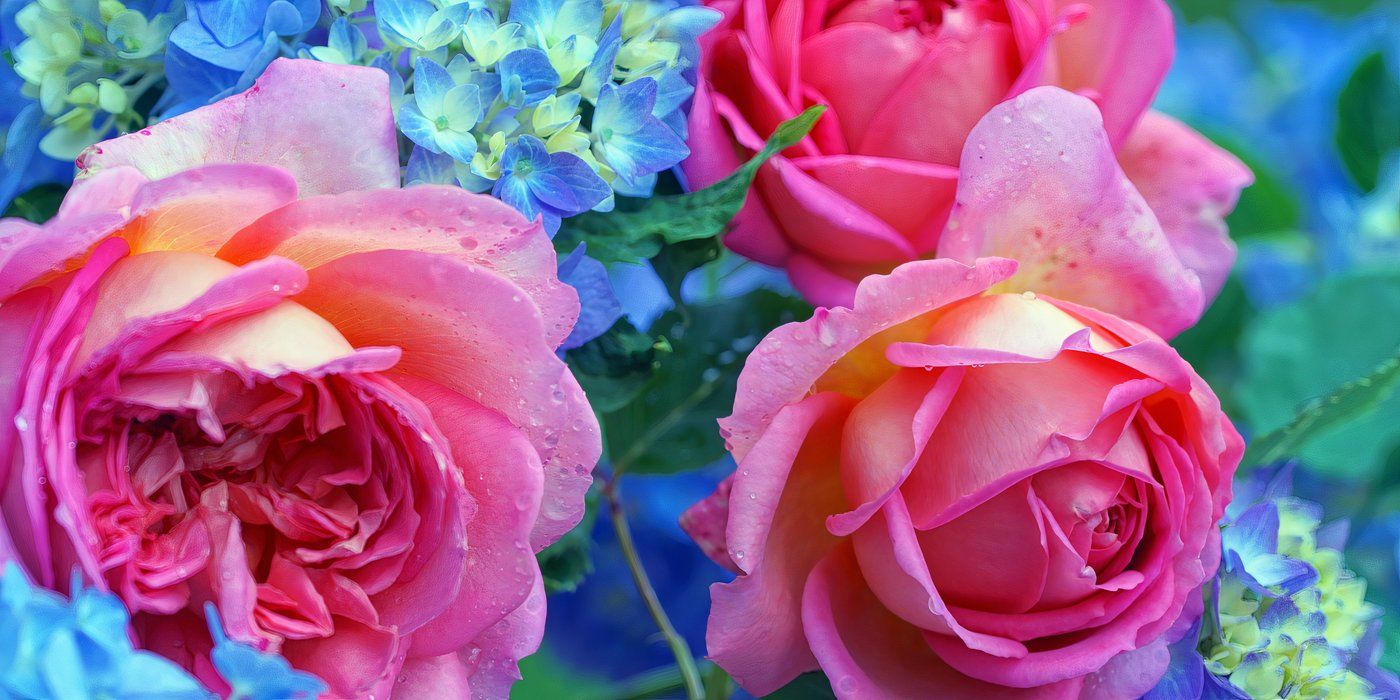 The Timeless Romance of Roses: Meaning, Symbolism, and Care Tips