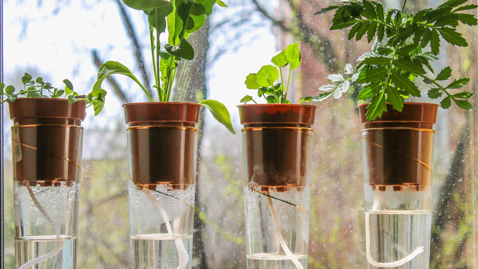 How Self-Watering Pots Can Transform Your Garden