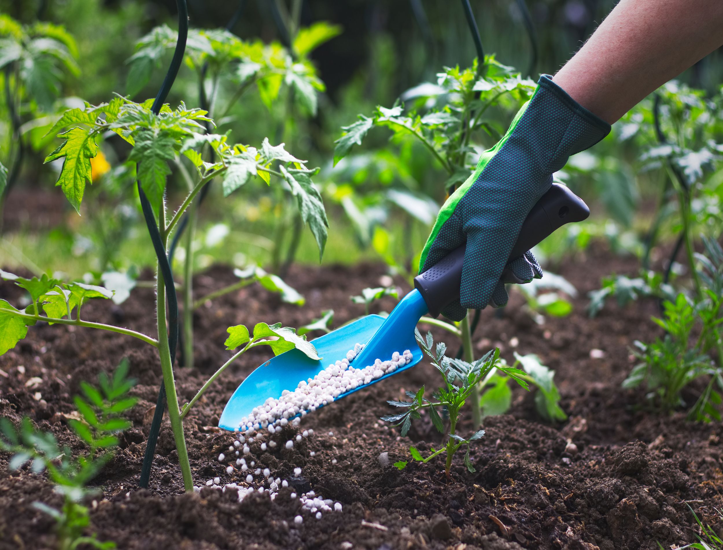 How to Side Dress Vegetables With Fertilizer for Maximum Growth