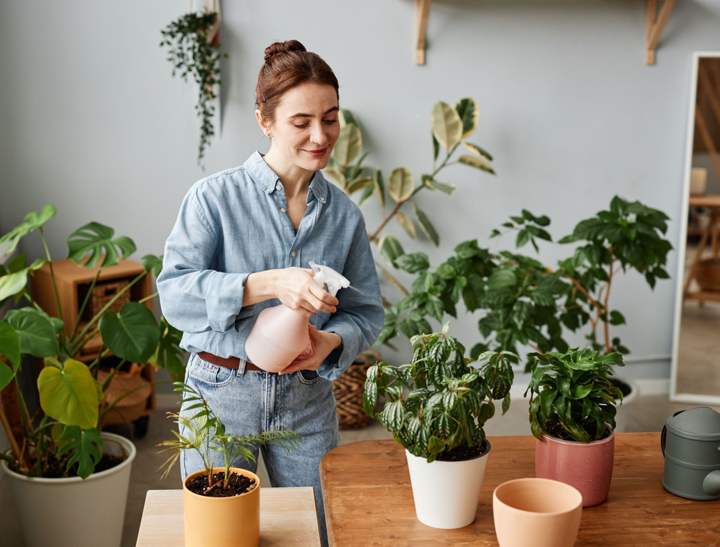 can you separate dracaena marginata Dracaena