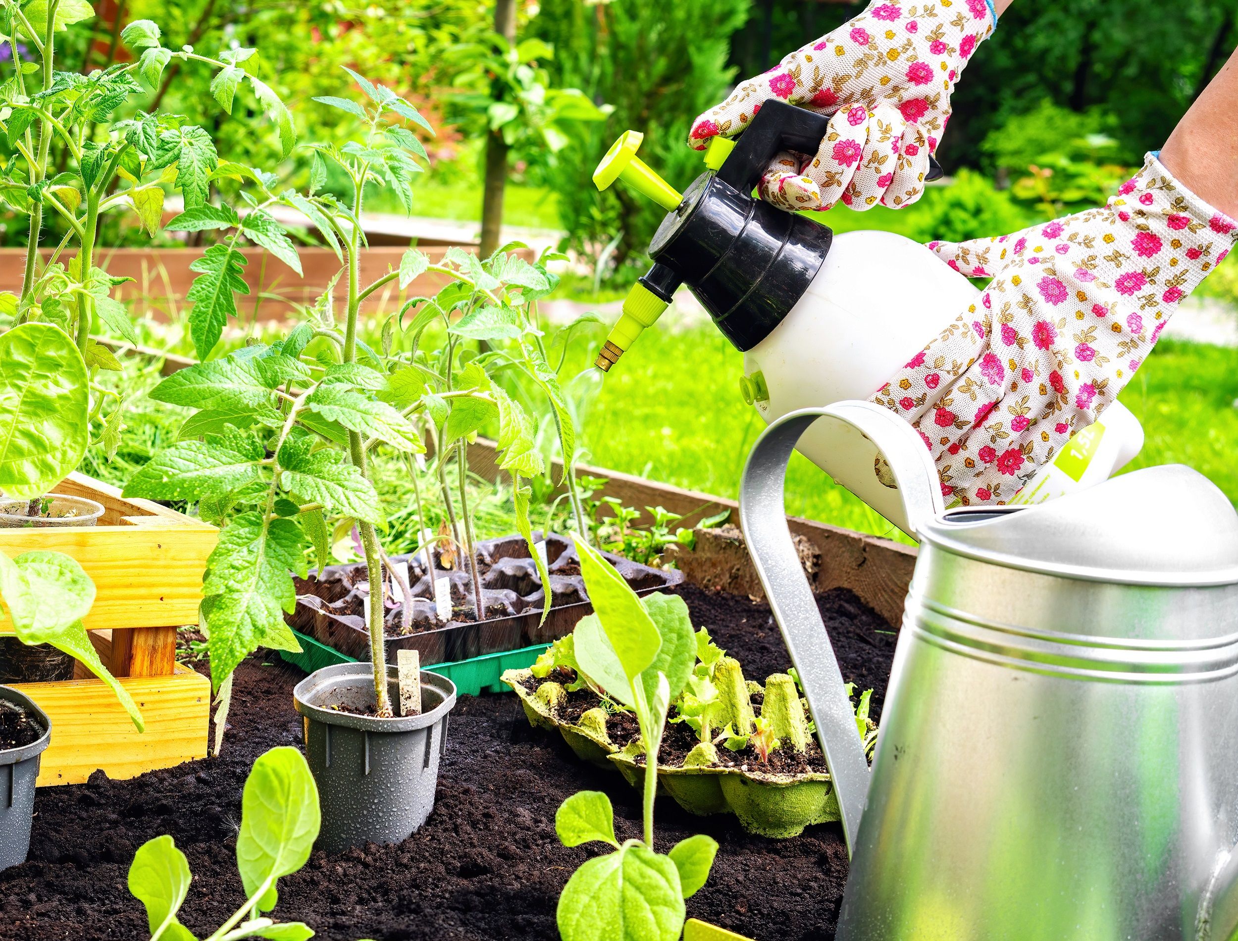 Find Out Why Your Plants Need Vinegar