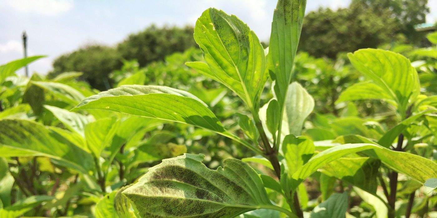 Find Out Why Your Plants Need Vinegar