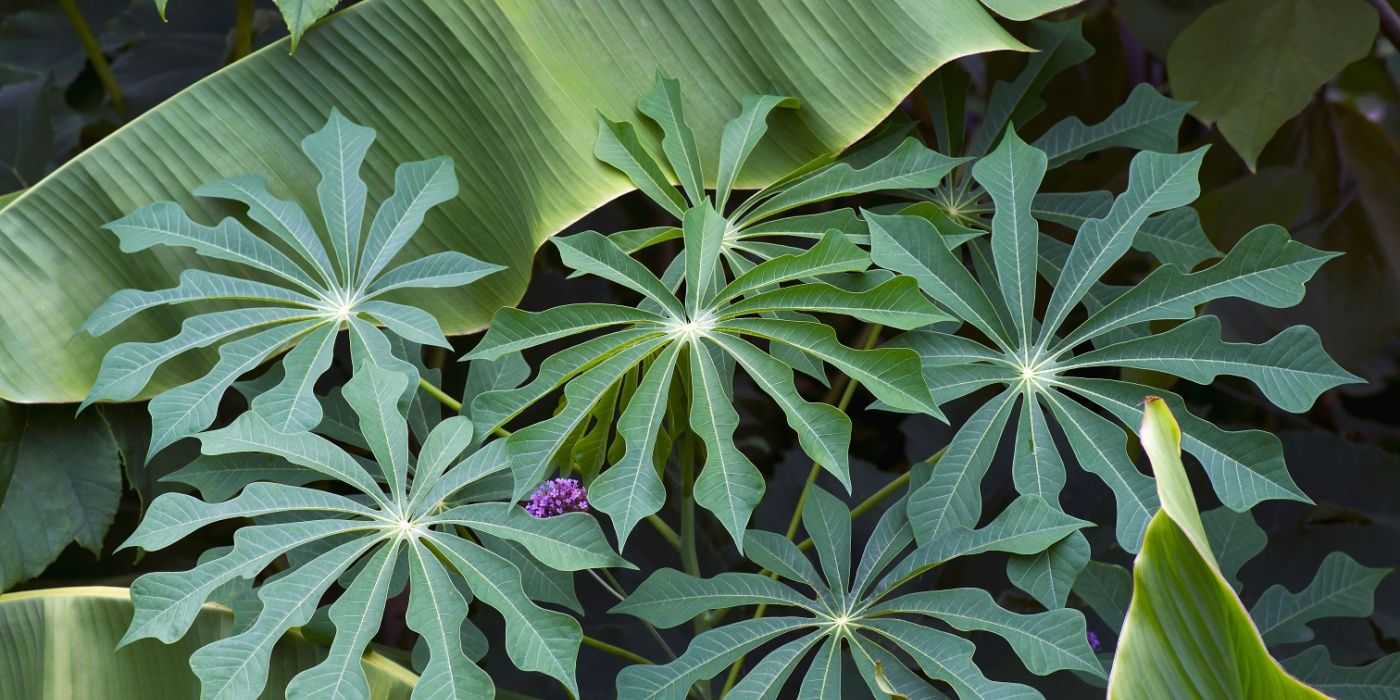 plants stickers printable More Plants, Please Sticker Bundle  Create Heart Work