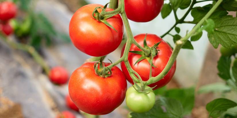 make-delicious-diy-sauce-with-your-garden-tomatoes