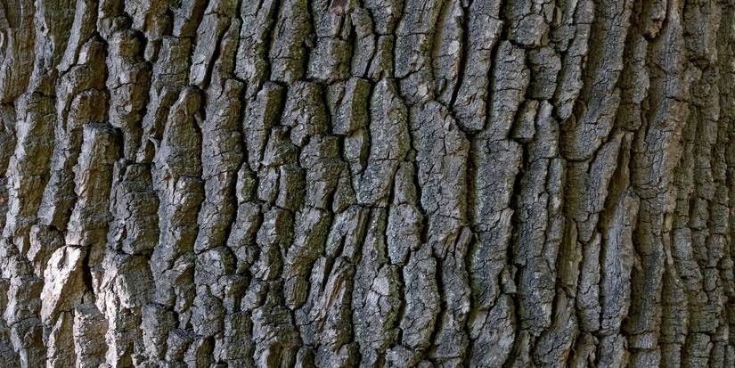 Enhance Your Garden with Unique Tree Bark Textures