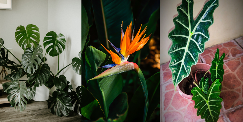 Aesthetic Ways to Feature Exotic Plants in Your Backyard Oasis