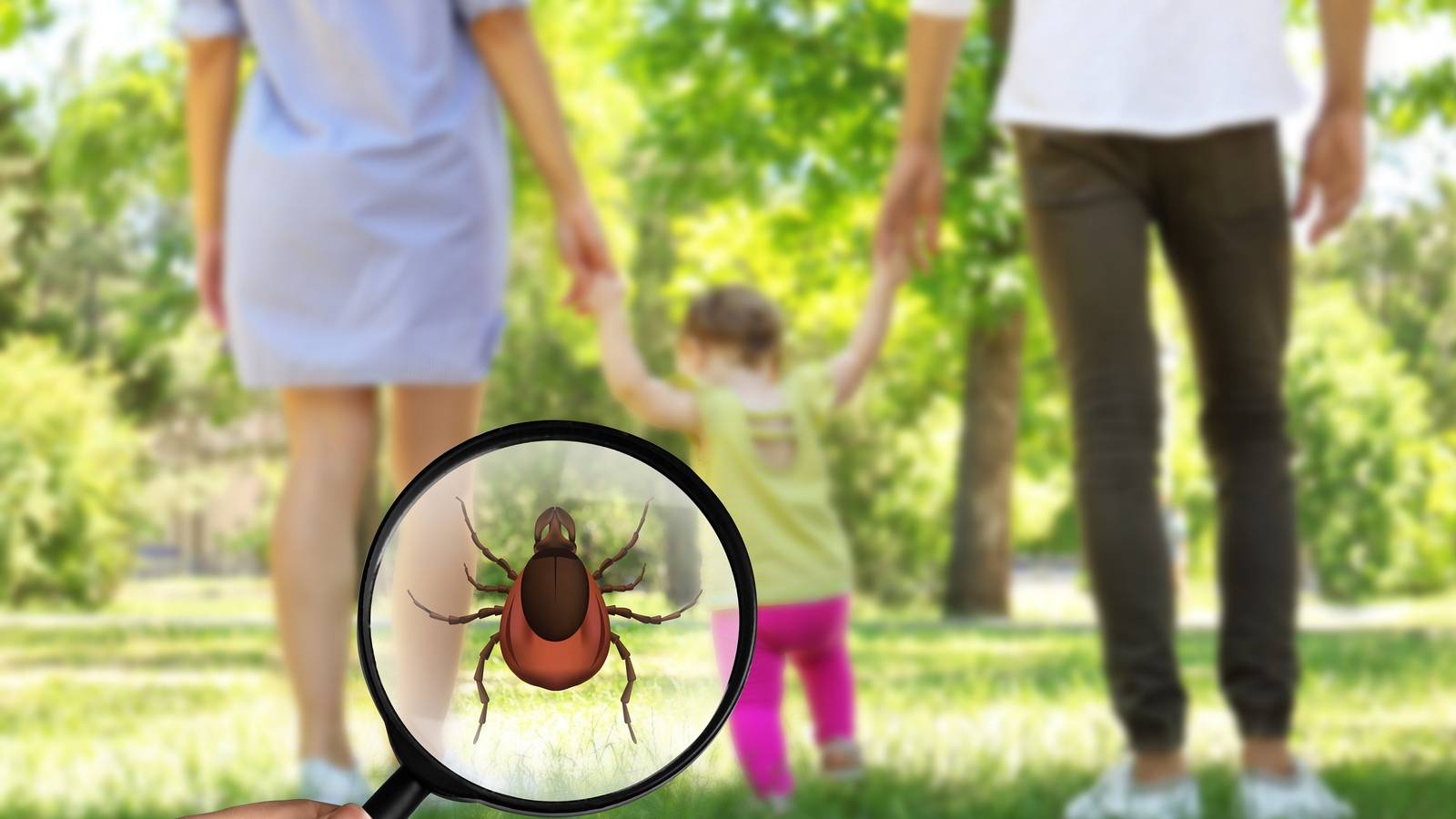 What Attracts Ticks to Your Backyard Garden?