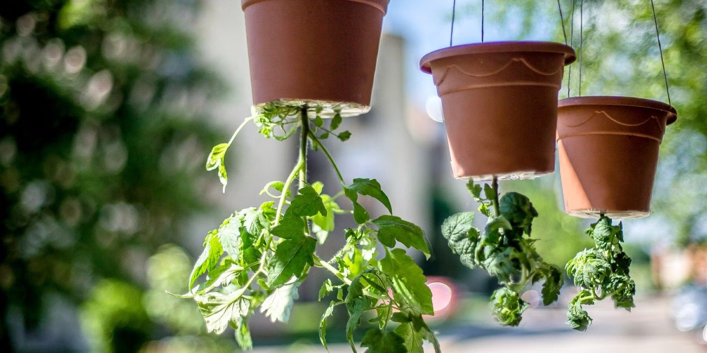 5 Of The Best Tomatoes To Grow In Containers